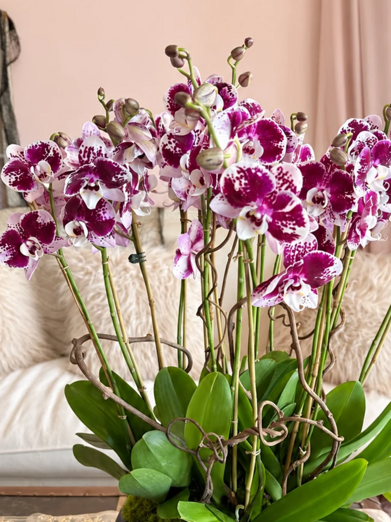 Berry Couture Orchids