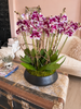 Berry Couture Orchids