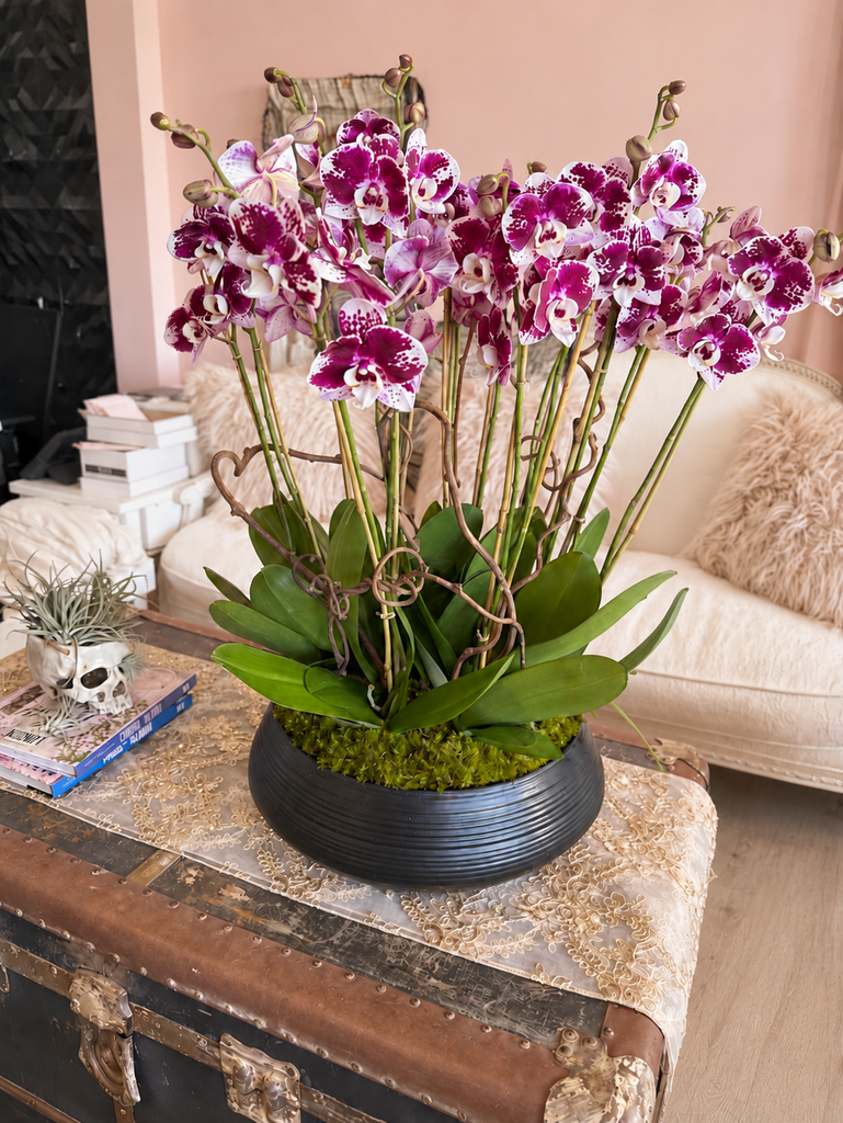 Berry Couture Orchids