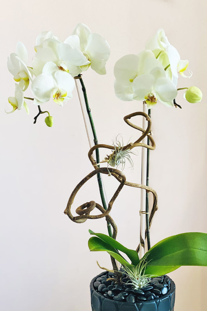 Beverly Crest Orchids