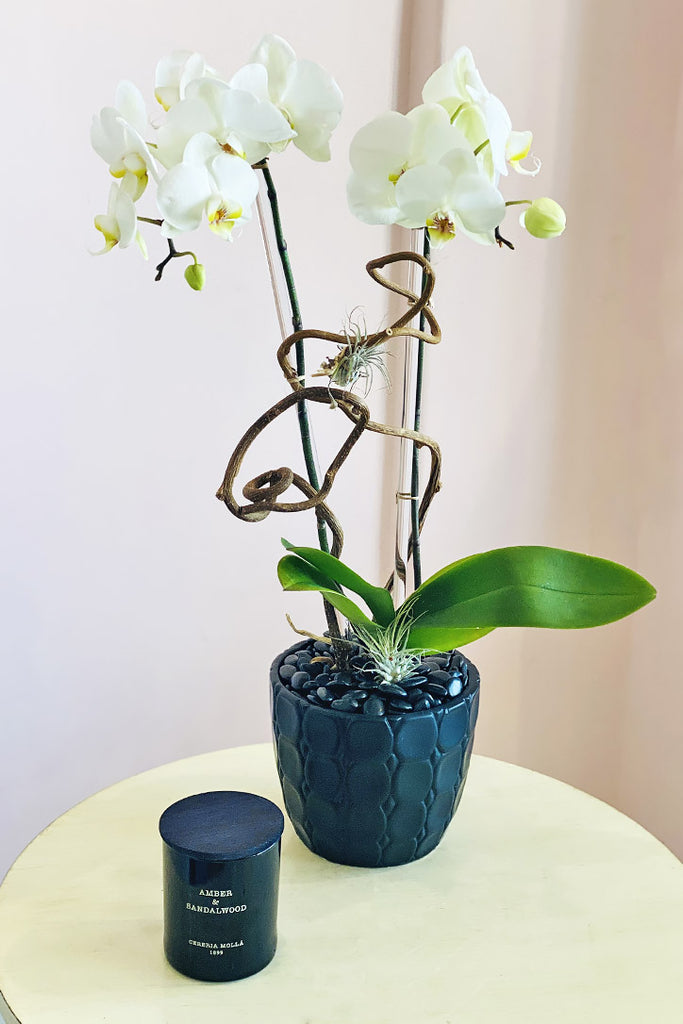 Beverly Crest Orchids