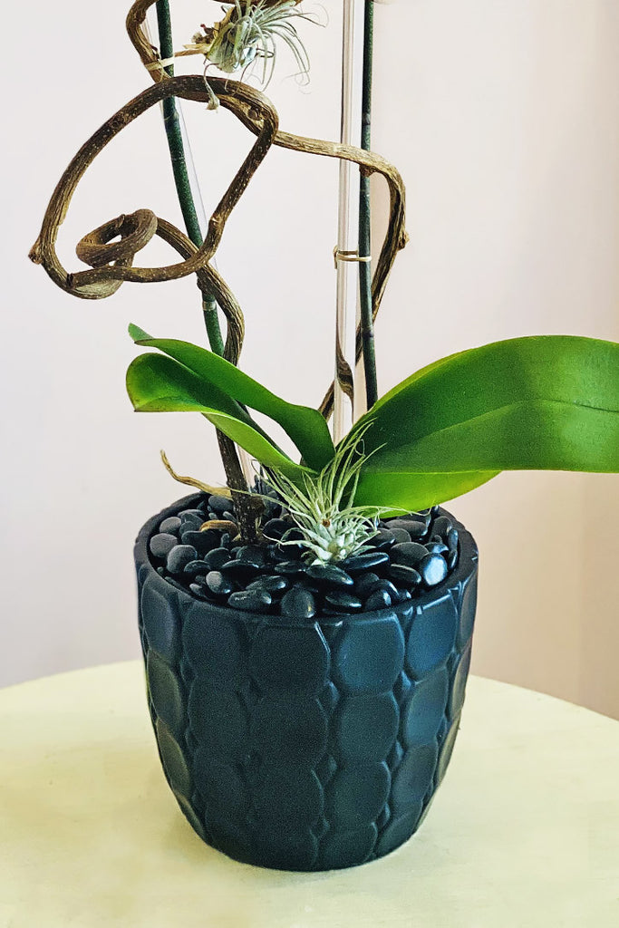 Beverly Crest Orchids