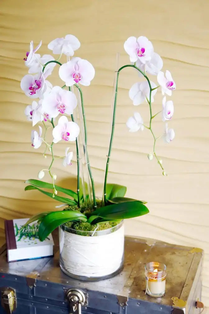 Blush Orchid Hearts