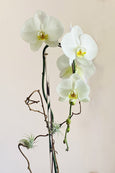 Brentwood Orchids