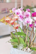 Candyland Orchids