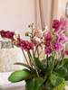 Charmed Life Orchids