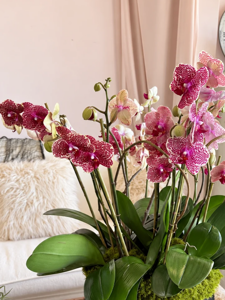 Charmed Life Orchids