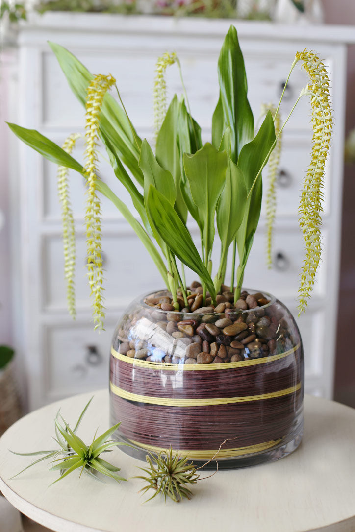 Dendrochilum Magnum