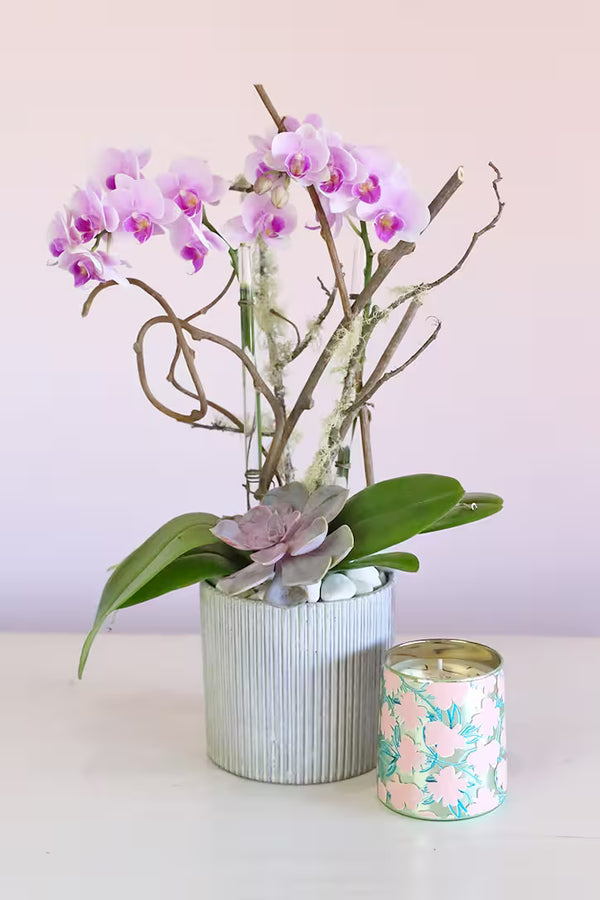 Double Baby Orchids  - $18.00
