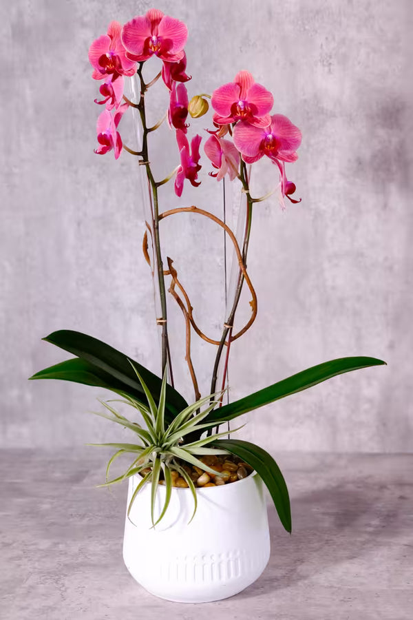Double Medium Orchids - $38.00