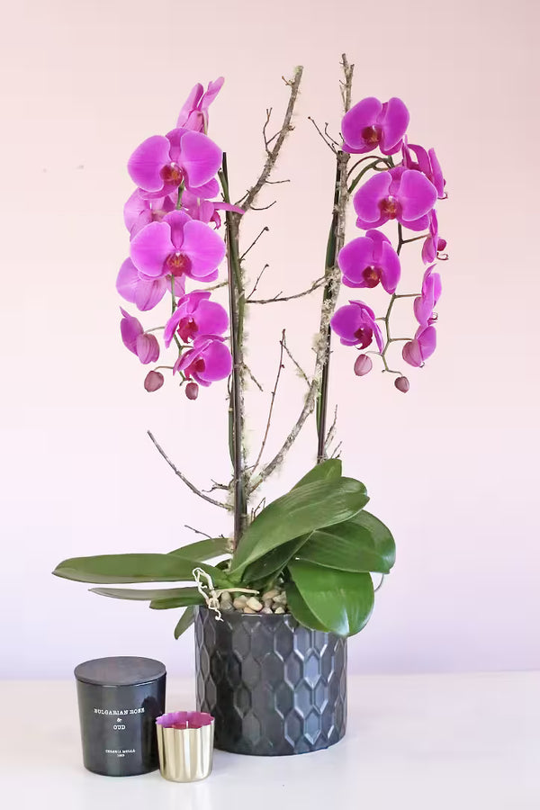 Double Orchid Plants - $90.00