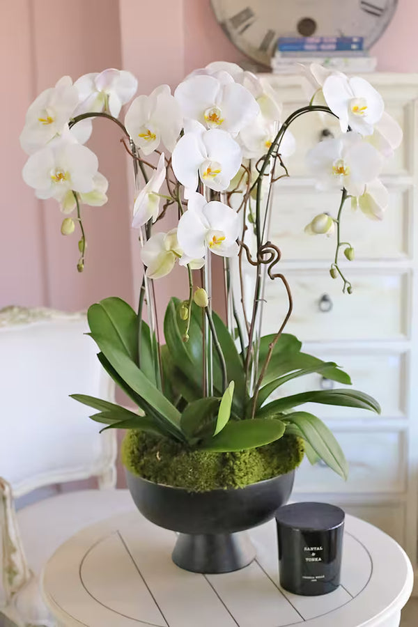 Four Orchid Plants -  $180.00