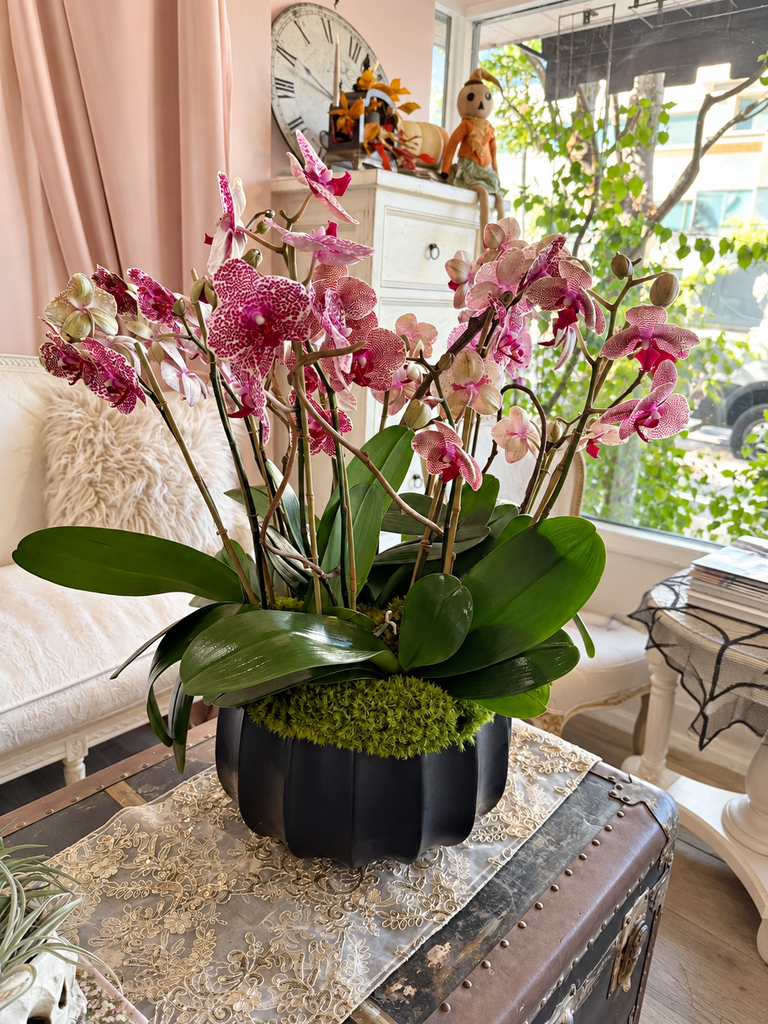 Charmed Life Orchids