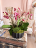 Charmed Life Orchids