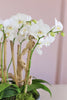 Le Blanc Orchids
