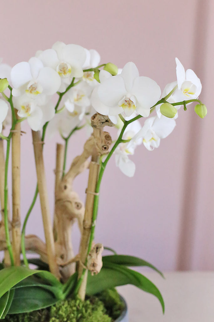 Le Blanc Orchids