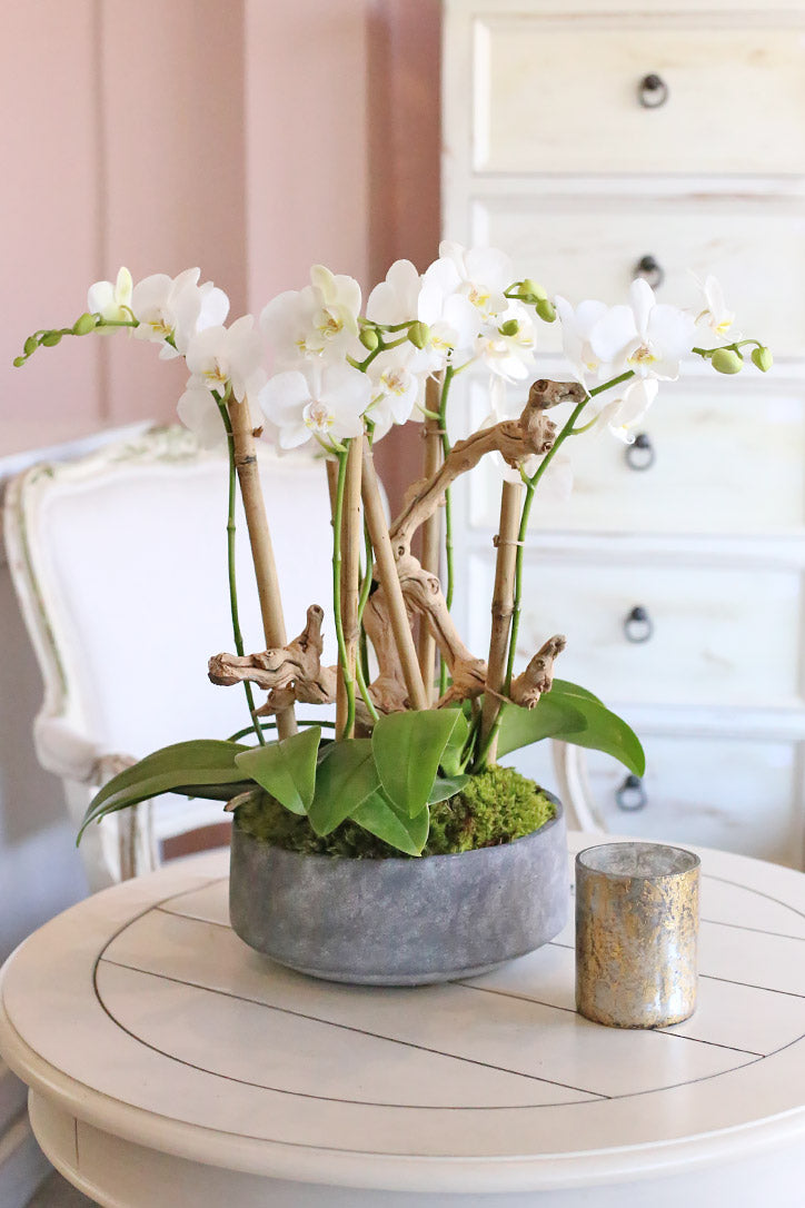 Le Blanc Orchids