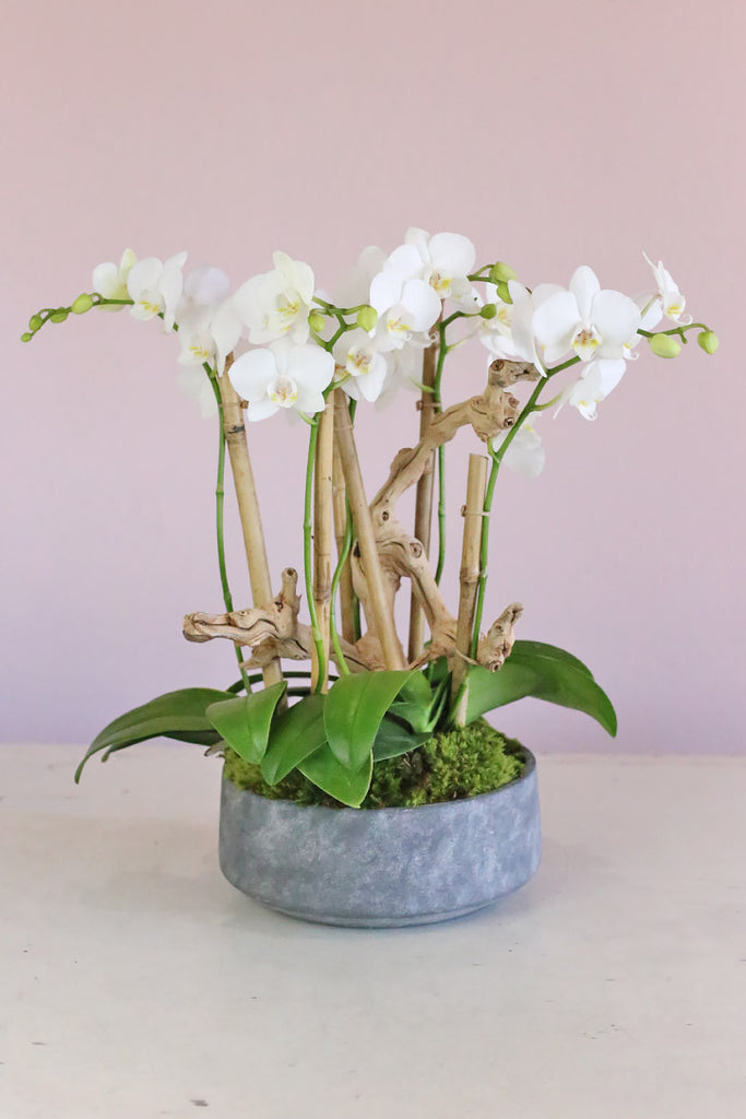 Le Blanc Orchids