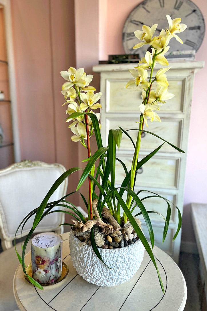 Lemon Chiffon Cymbidiums