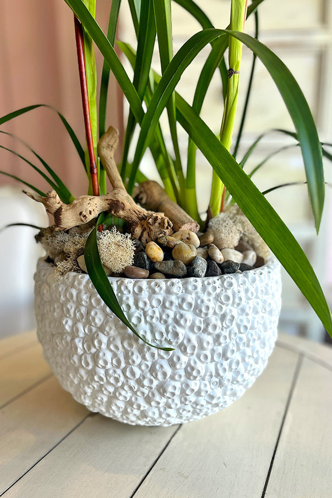 Lemon Chiffon Cymbidiums