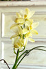 Limoncello Cymbidiums