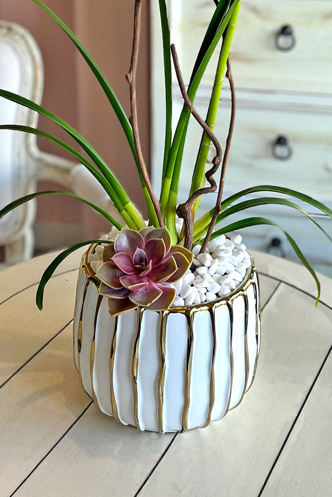 Limoncello Cymbidiums