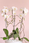 Love Divine Orchids
