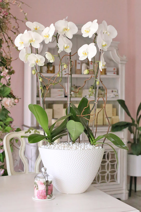 Love Divine Orchids