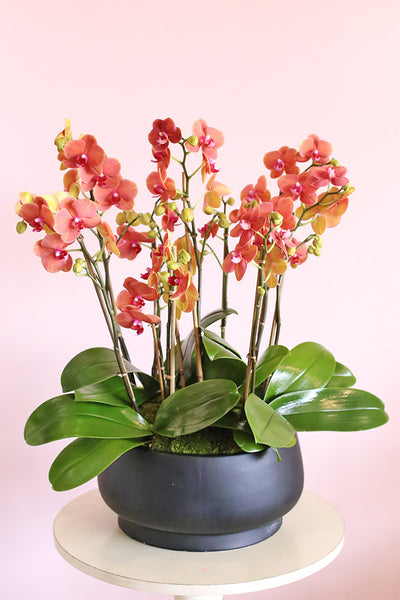 Luminous Orange Orchids