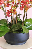 Luminous Orange Orchids
