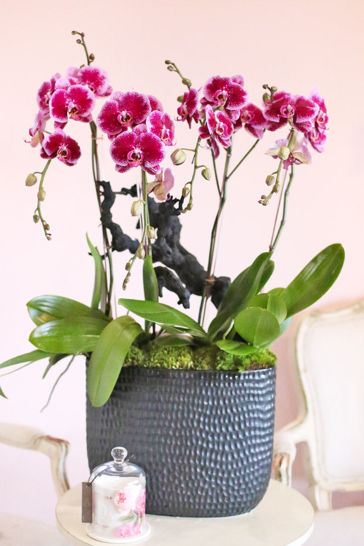 magenta plant pot Magenta Garden – Orchid Republic Floral Boutique