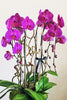 Magenta Muse Orchids