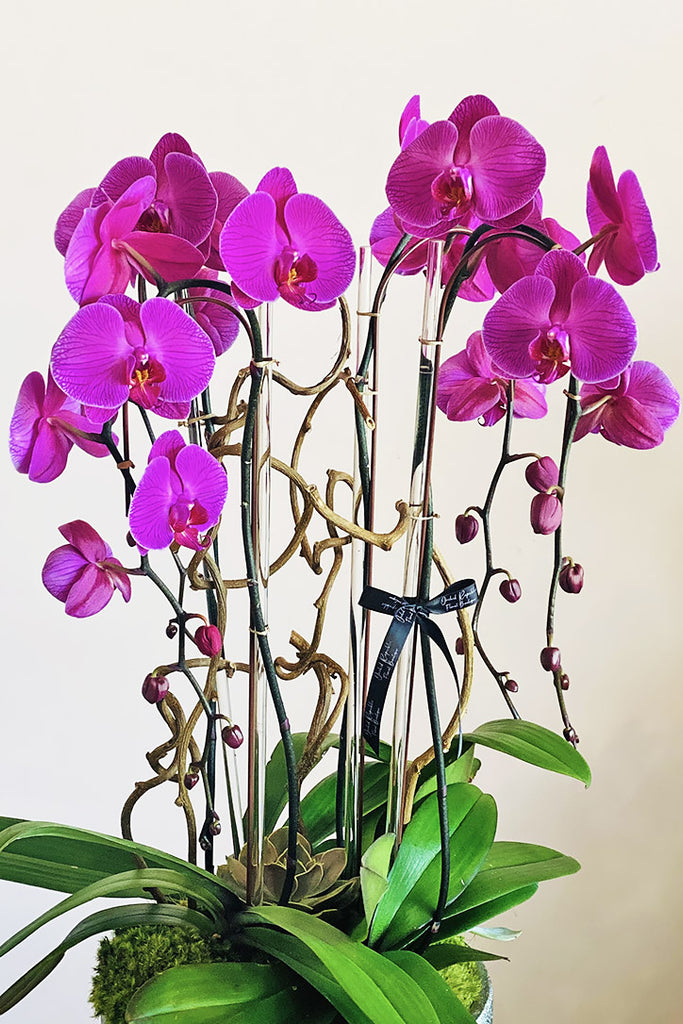 Magenta Muse Orchids