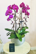 Magenta Muse Orchids