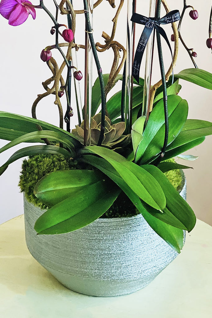 Magenta Muse Orchids