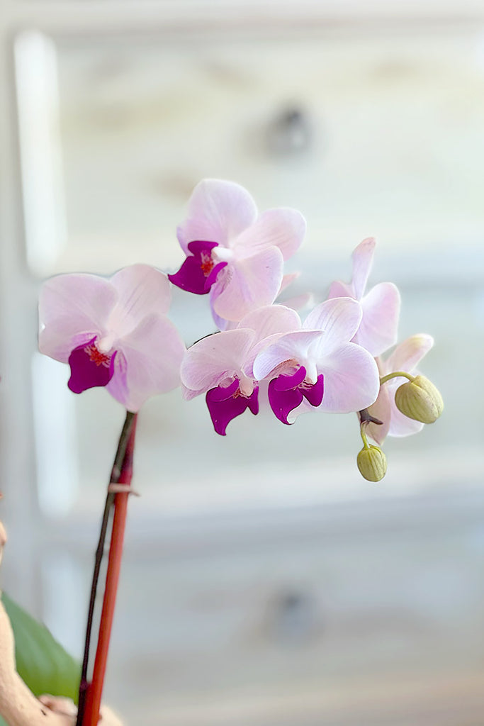 Austen Orchids