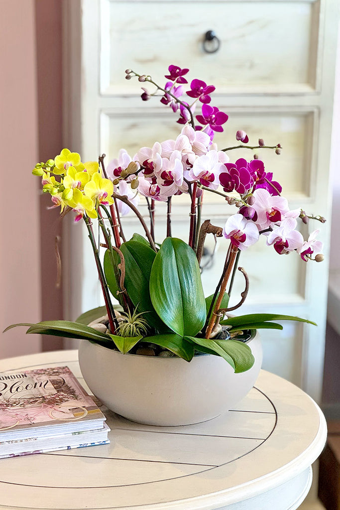 Candyland Orchids