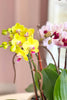 Candyland Orchids