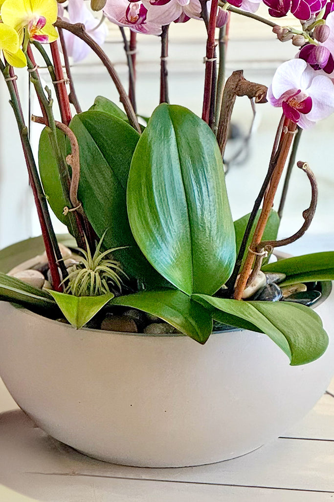 Candyland Orchids