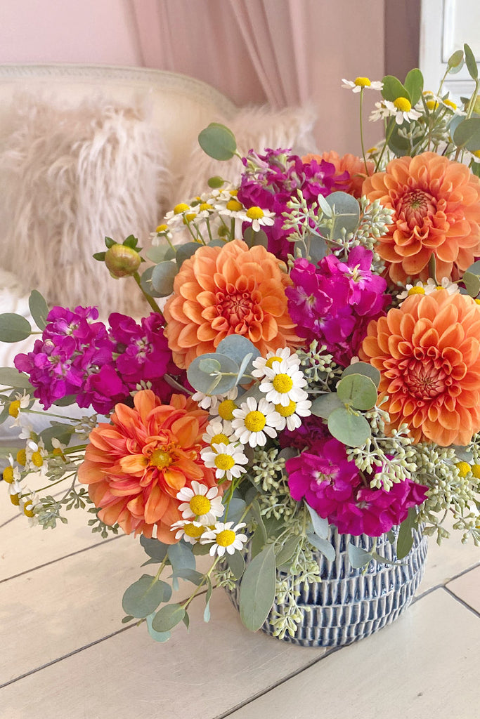 Dahlia Surprise