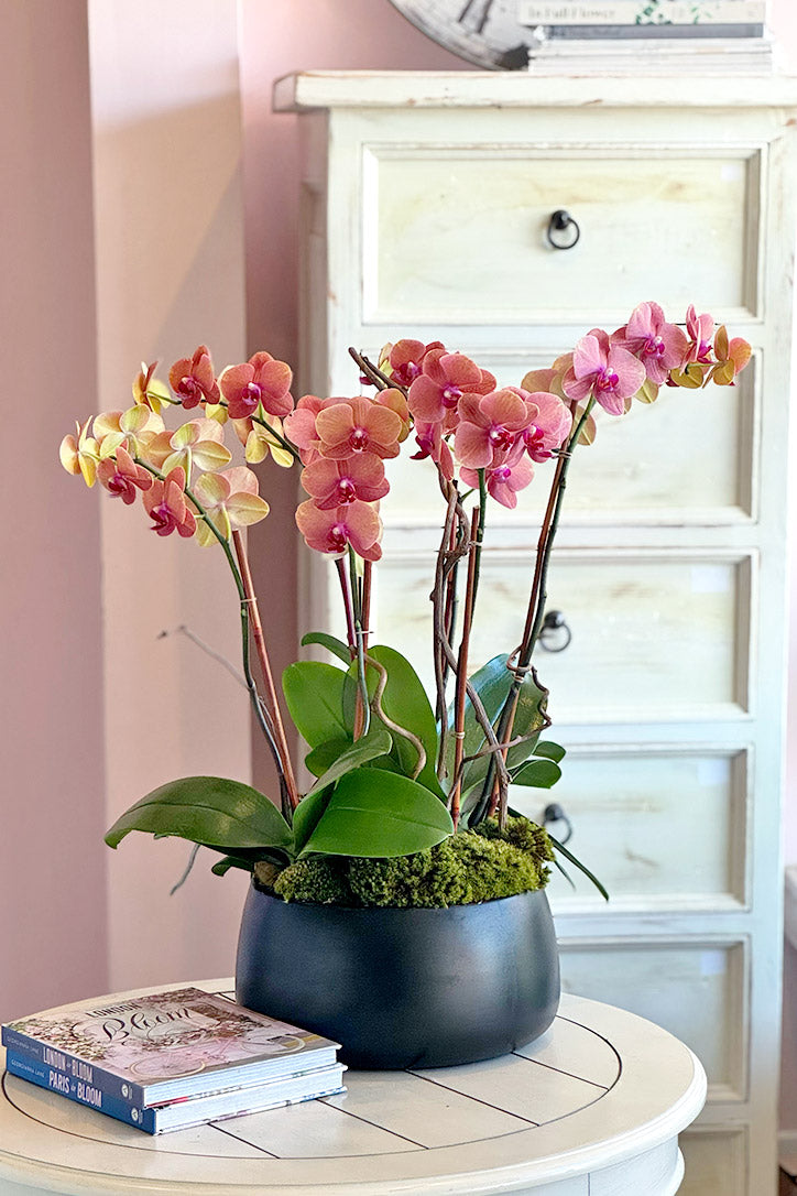 Malibu Orchids