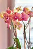 Malibu Orchids