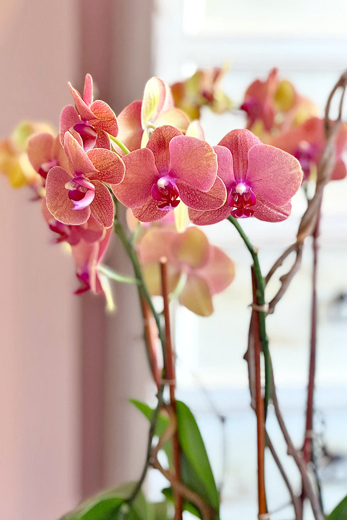 Malibu Orchids