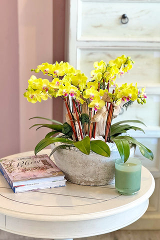 YELLOW ORCHIDS