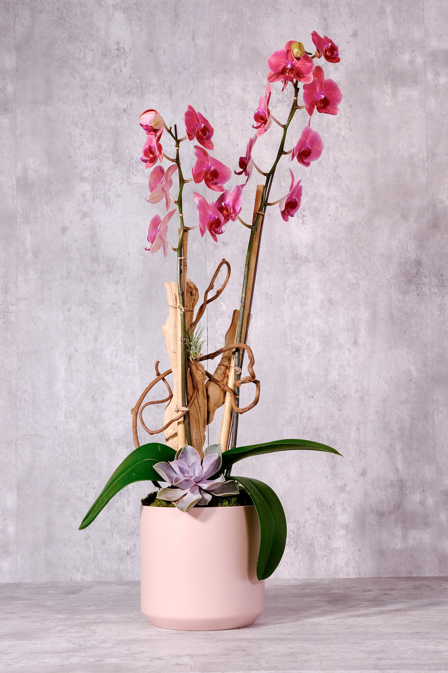 Orchid Arrangements Bellflower