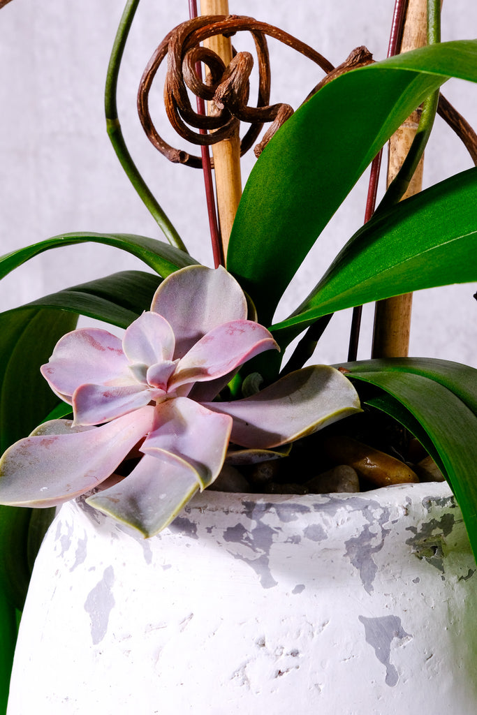 Strawberry Lemonade Orchids