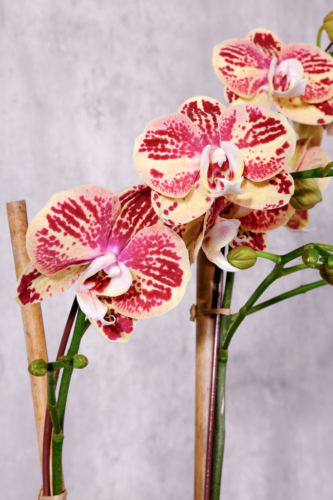 Strawberry Lemonade Orchids