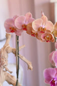 Orchid Harmony Trio