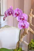 Orchid Harmony Trio