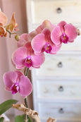 Orchid Harmony Trio